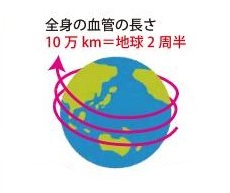毛細血管