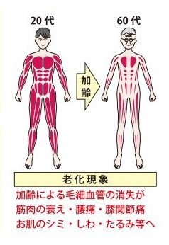 毛細血管の消失が老化現象へ